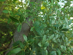Zanthoxylum asiaticum