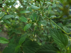 Zanthoxylum asiaticum