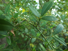 Zanthoxylum asiaticum