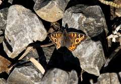 Junonia villida calybe