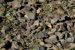 Junonia villida calybe