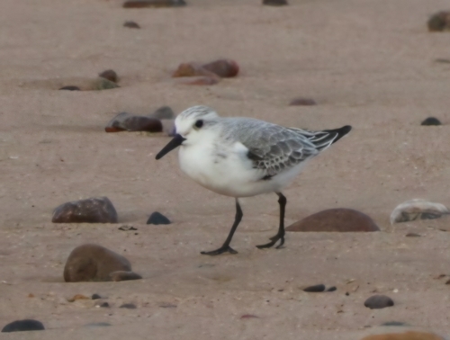 Calidris alba observed 2026-10-28
