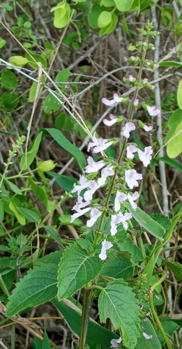 Purple Piccadill (Orthosiphon schimperi)