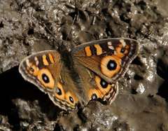 Junonia villida calybe