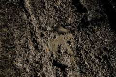 Junonia villida calybe