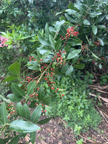 Schinus terebinthifolia observed 2026-10-28
