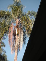 Syagrus romanzoffiana