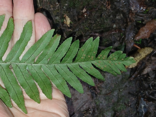 Polypodium vulgare observed 2026-10-29