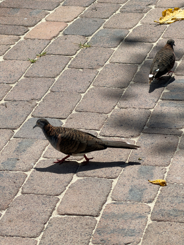 Geopelia humeralis observed 2026-10-29