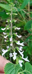 Orthosiphon schimperi