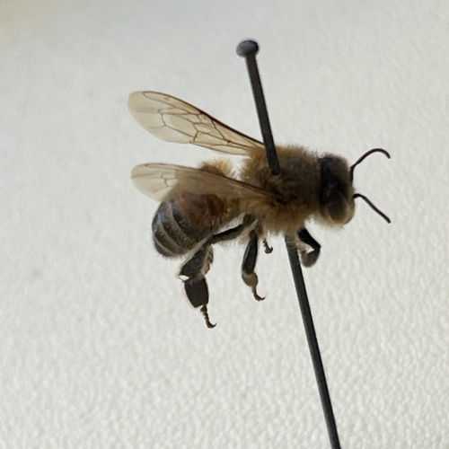 Apis mellifera photograph by the iNaturalist community