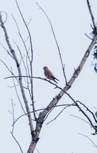 Falco tinnunculus observed 2026-10-28