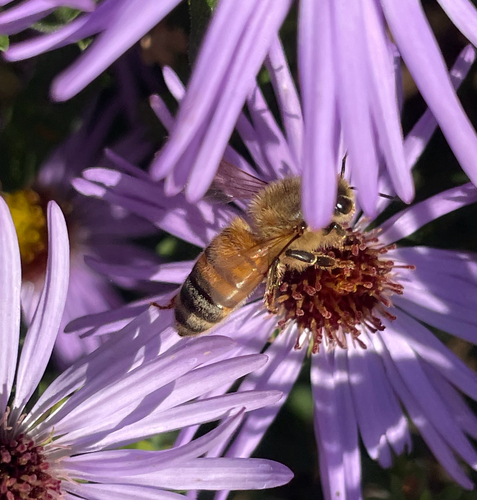 Apis mellifera photograph by the iNaturalist community