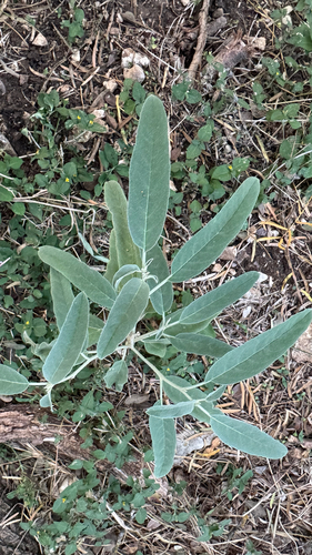 Solanum elaeagnifolium observed 2026-10-28