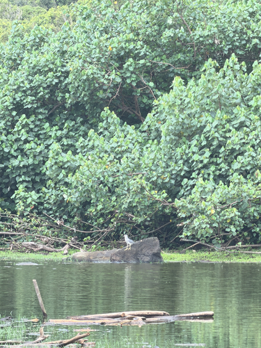Nycticorax nycticorax observed 2026-10-28