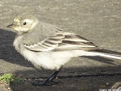 Motacilla alba