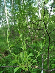 Myosotis krylovii