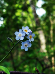 Myosotis krylovii