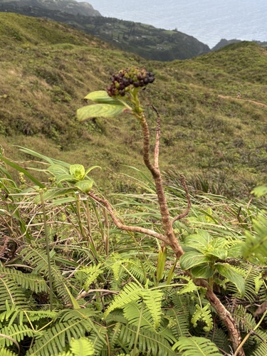 Hydrangea arguta observed 2026-10-21