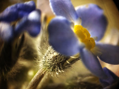 Myosotis krylovii