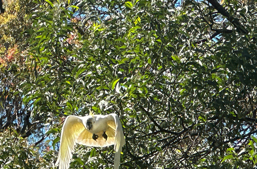 Cacatua observed 2026-10-29