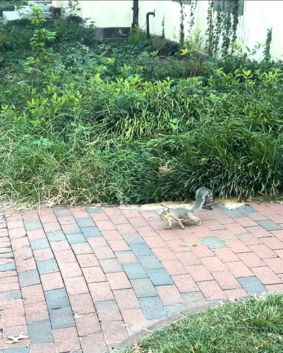 Sciurus carolinensis photograph by the iNaturalist community