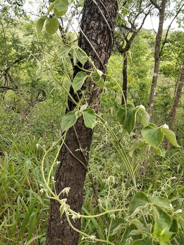Dioscorea observed 2026-10-28