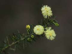 Acacia verticillata verticillata