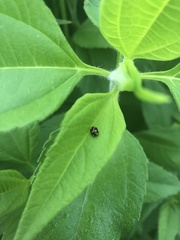 Brachiacantha ursina