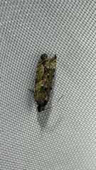 (c) Drew Weber, some rights reserved (CC BY-NC) Maple Twig Borer Moth (Proteoteras aesculana)