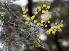 Acacia dealbata dealbata