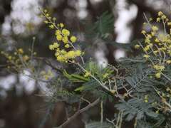 Acacia dealbata dealbata