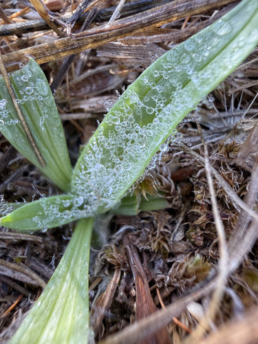 Plantago lanceolata observed 2026-10-28