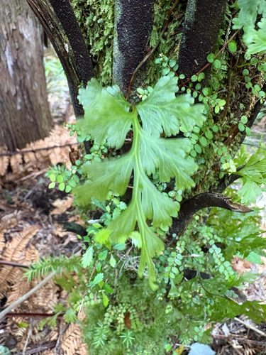Hymenophyllum dilatatum observed 2026-10-29
