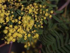 Acacia nanodealbata