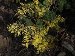 Acacia nanodealbata
