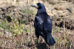 Corvus frugilegus