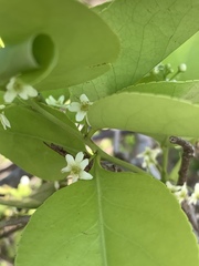 Gymnosporia thompsonii