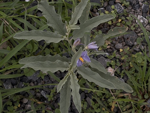 Solanum elaeagnifolium observed 2026-10-28