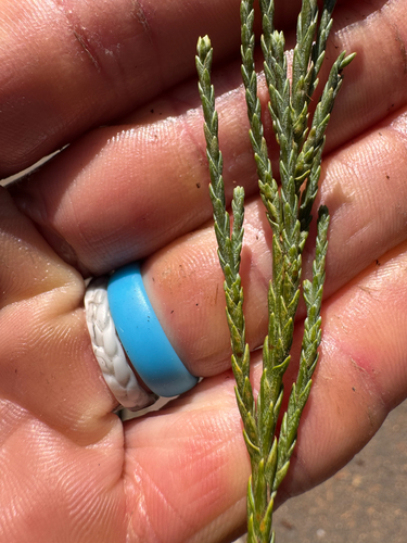 Sequoiadendron giganteum observed 2026-10-28