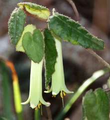 Correa reflexa reflexa