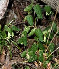 Correa reflexa reflexa