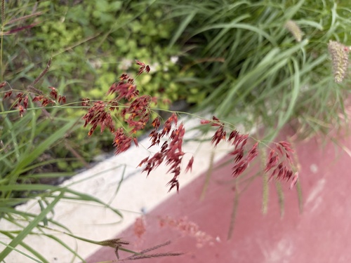 Melinis repens observed 2026-10-28