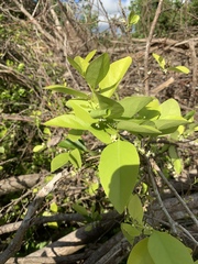 Gymnosporia thompsonii