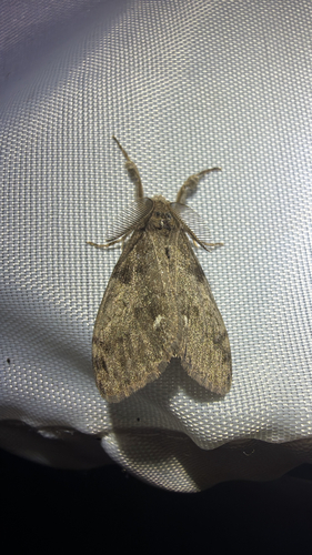 White-marked Tussock Moth (Orgyia leucostigma)