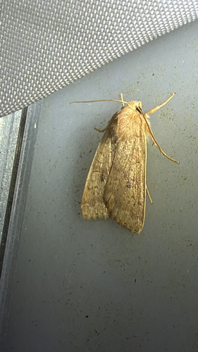 Bicolored Sallow (Sunira bicolorago)