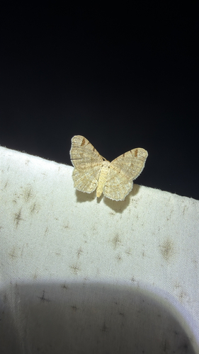 Red-headed Inchworm Moth (Macaria bisignata)