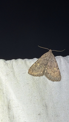 (c) Drew Weber, some rights reserved (CC BY-NC) Common Idia Moth (Idia aemula)