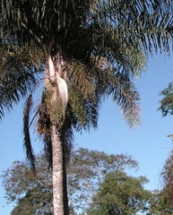 Syagrus romanzoffiana