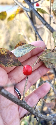 Ilex observed 2026-10-28